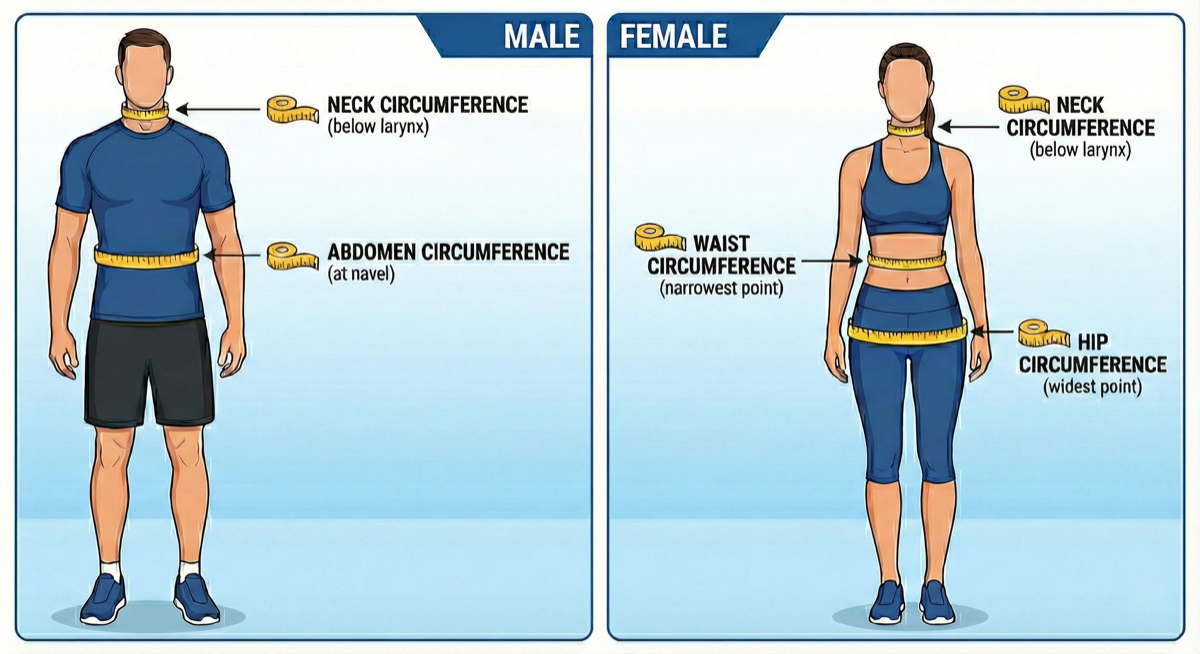 Body Fat Measurement Guide